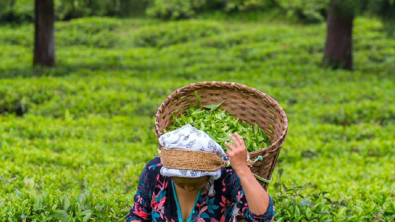 Sikkim Temi Tea Estate First Flush Record Price 27000 Per Kg Organic Premium Tea India