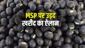 उड़द खरीद पर मिलेगा 600 रुपये क्विंटल बोनस, सरकार ने गेहूं खरीद मानकों में भी दी राहत
