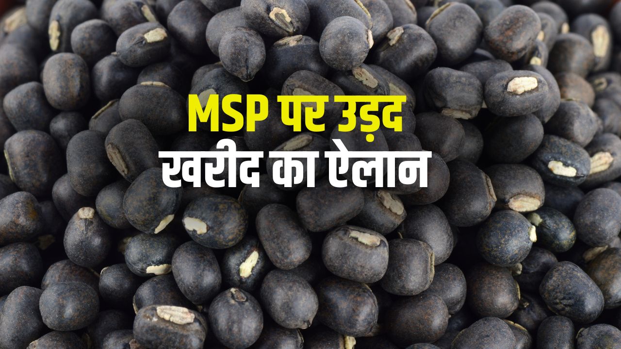 Mp Relaxes Wheat Procurement Standards Farmers To Receive Rs 600 Per Quintal Bonus On Urad Purchases