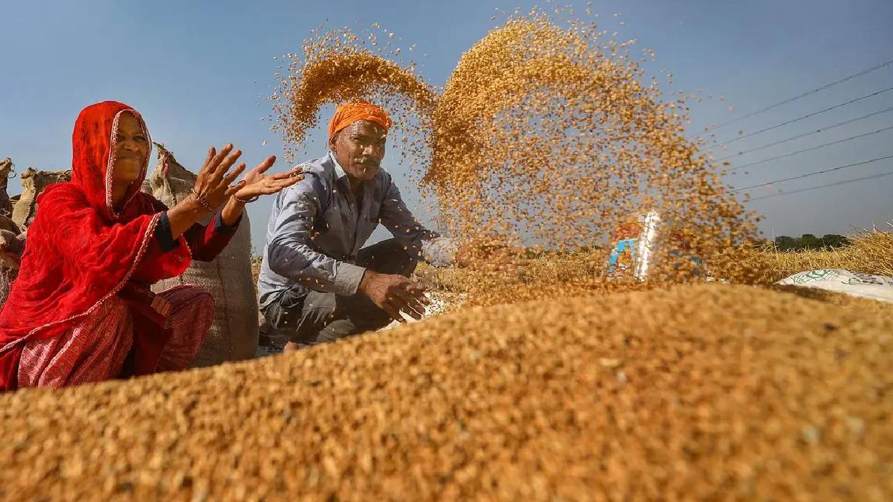 India Wheat Production 2025 26 Resilient Heat Stress Rainfall Impact Procurement Data Stable Output