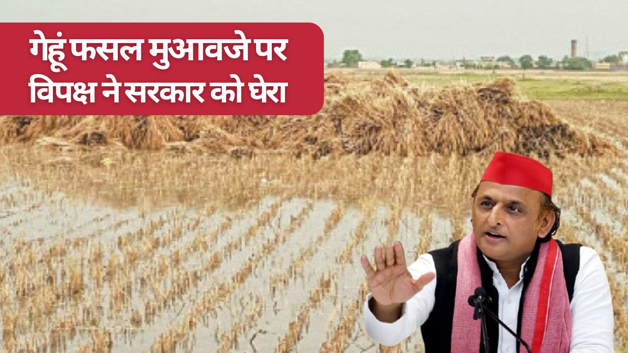After Potatoes Wheat Farmers Suffer Huge Losses Due To Unseasonal Rain Farmers Face Serious Crisis Of Livelihood Said Akhilesh Yadav