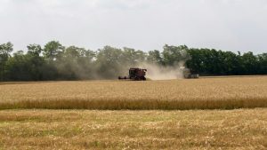 हरियाणा में तेज हुई गेहूं कटाई पर पैदावार में गिरावट, नए खरीदी नियम से किसान परेशान