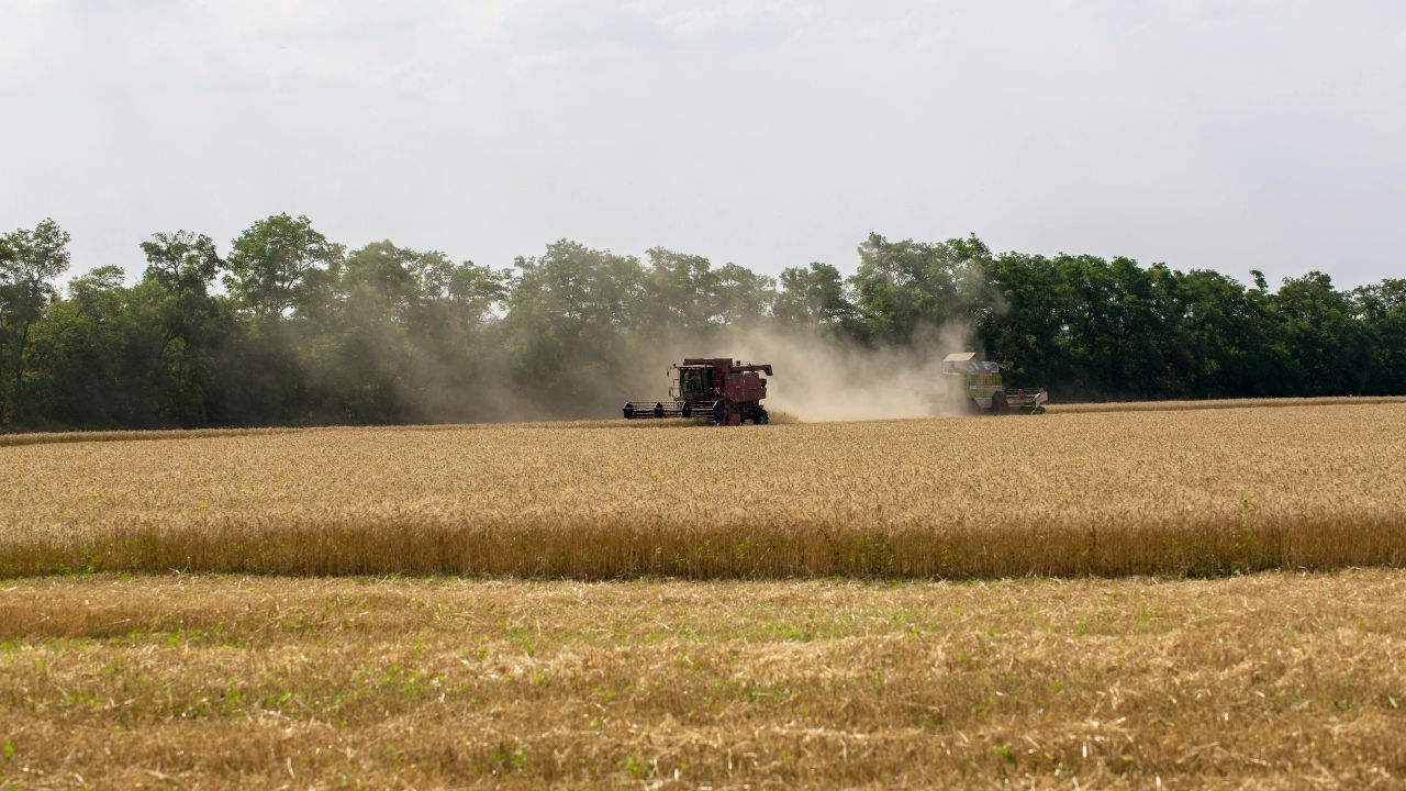 Wheat Procurement Wheat Harvesting And Yield Decline In Haryana Wheat Procurement Rules