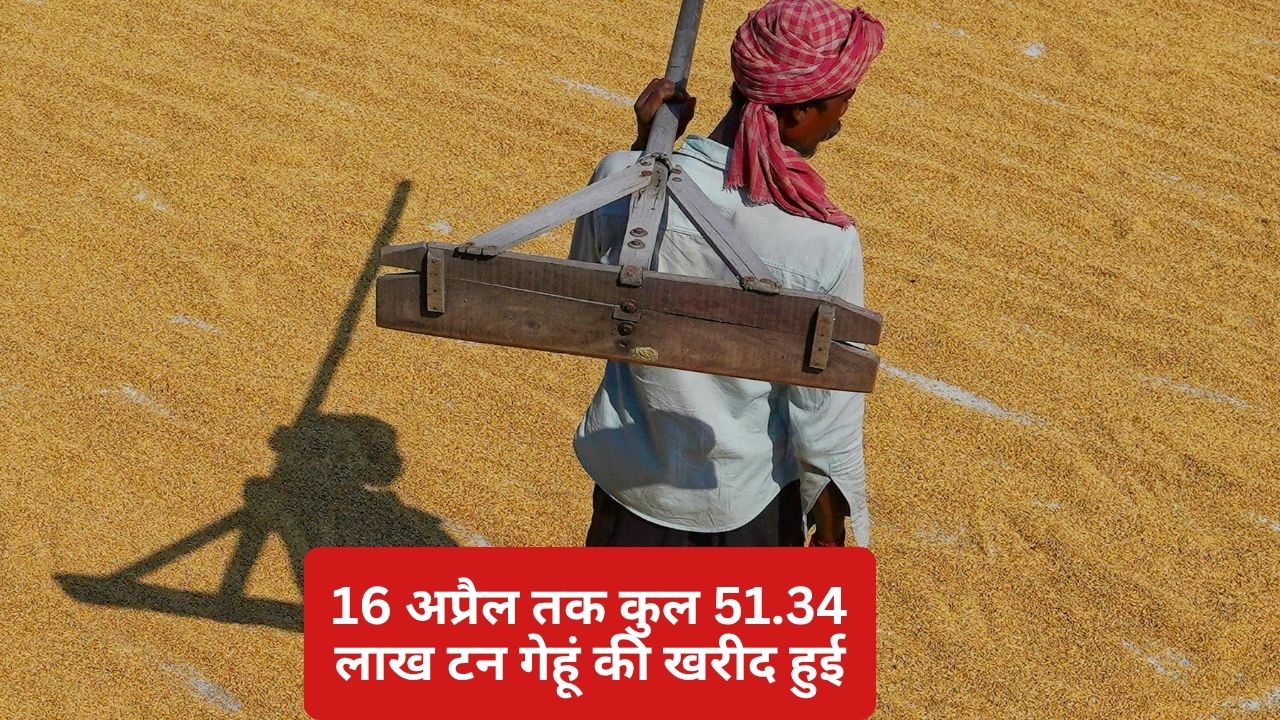 Despite Bonuses Wheat Procurement Slows In Mp Learn About The Situation In Punjab And Haryana