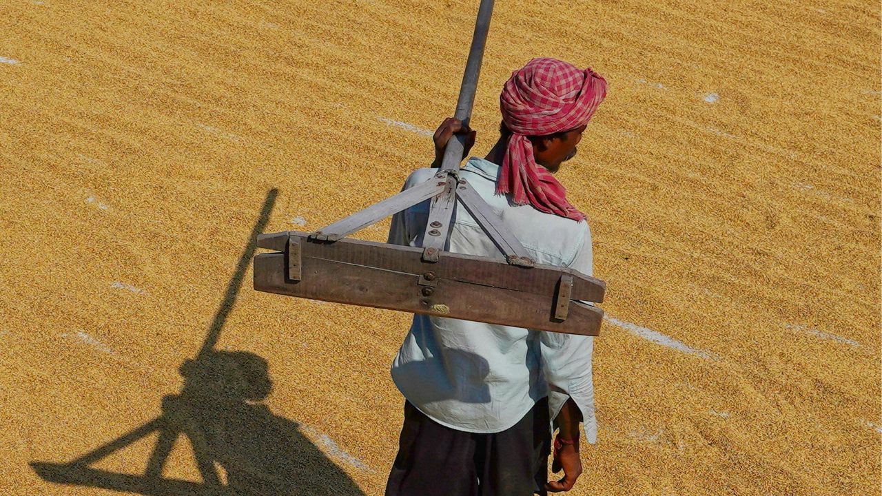 Wheat Procurement Picks Up In Punjab Crops Are Not Being Lifted From The Mandi