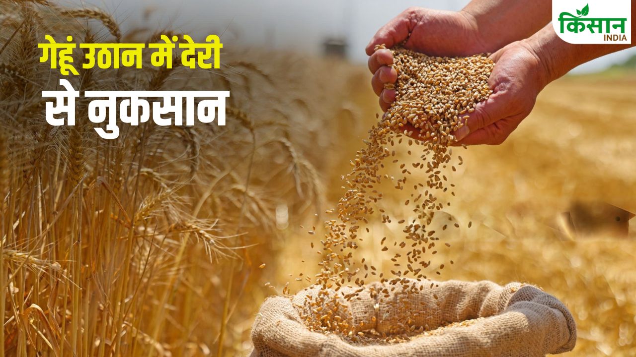 Punjab Wheat Farmers Wheat Harvesting Delayed Wheat Procurement