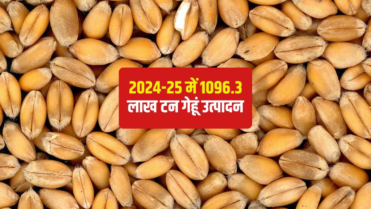 Wheat Production Total Wheat Production In The Country Rain And Hailstorms Had No Impact