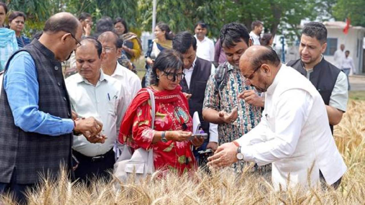 Icar Climate Resilient Wheat Farming Fertiliser Reduction 25 Percent Double Farmers Income Sustainable Agriculture India