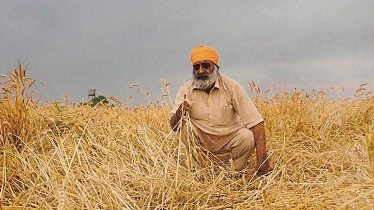 India Wheat Crop Damage Unseasonal Rain Hailstorm 111 Districts 9 States Production Decline Report