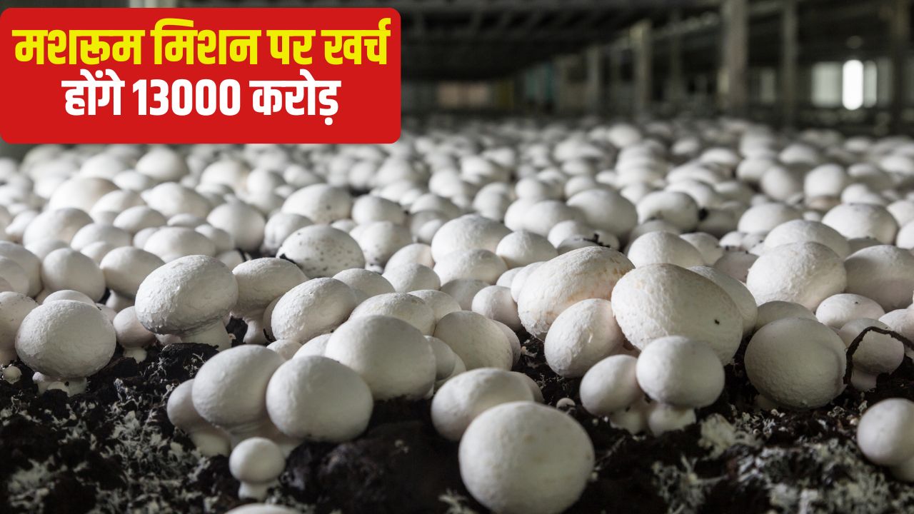 Andhra Pradesh Government To Launch Mushroom Mission