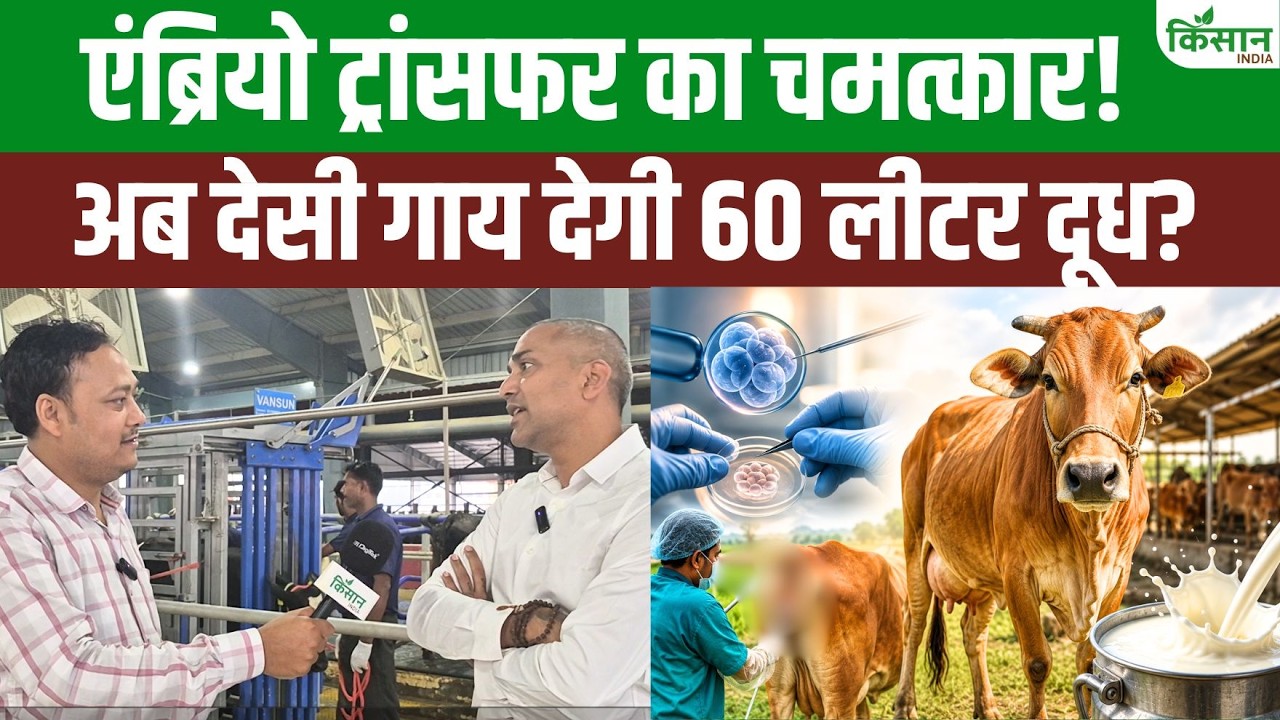 Embryo Transfer Technique In Cow Is Set To Revolutionize The Dairy Sector Interview Ashish Khandelwal Leads Genetics