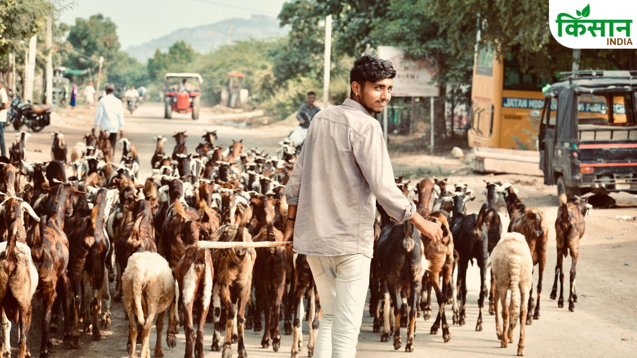 Kapil Mishra Delhi Bakrid Guidelines Ban On Camel And Restricted Animal Sacrifice