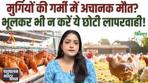 भीषण गर्मी में मुर्गियों की देखभाल जरूरी, सरकार ने पोल्ट्री किसानों को जारी की खास एडवाइजरी भीषण गर्मी में मुर्गियों की देखभाल जरूरी, सरकार ने पोल्ट्री किसानों को जारी की खास एडवाइजरी