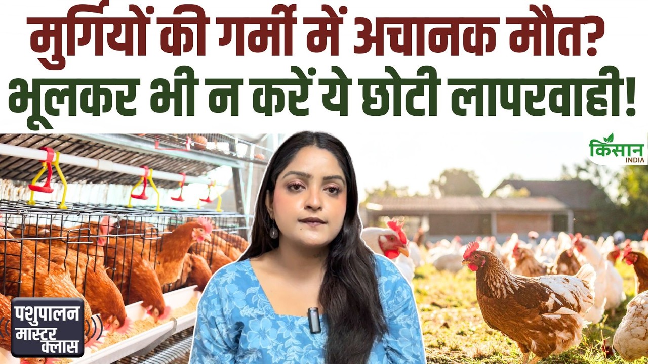 Government Issued Special Advisories And Suggestions Poultry Farmers Chickens Need Cared During The Scorching Heat