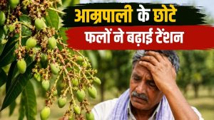 क्यों सिकुड़ रहे हैं आम्रपाली आम? किसानों की बढ़ी टेंशन, कृषि वैज्ञानिक की जानें सलाह क्यों सिकुड़ रहे हैं आम्रपाली आम? किसानों की बढ़ी टेंशन, कृषि वैज्ञानिक की जानें सलाह