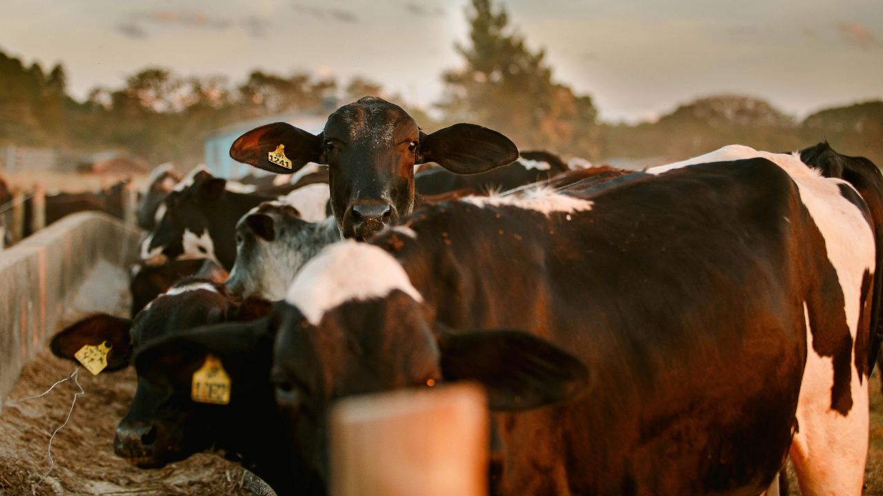 How To Protect Cattle From Heatwave Bihar Animal Husbandry Department Issues Summer Care Advisory