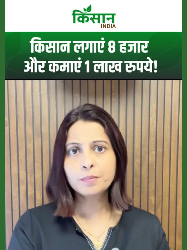 Arbi Farming: 8 हजार लगाकर 1 लाख का मुनाफा, अरबी की खेती बनी नोट छापने की मशीन, जान लीजिए तरीका