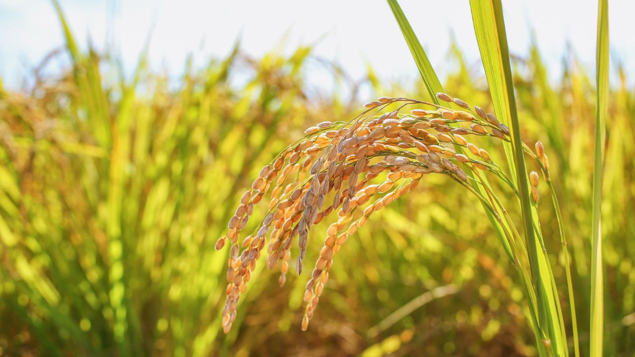 Rice Bacterial Blight Leaf Streak Disease In Paddy Crop How To Identify Symptoms Prevention