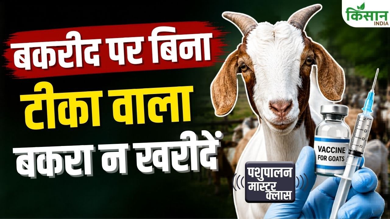 Before Buying A Goat On Bakrid It Is Important To Check Its Health