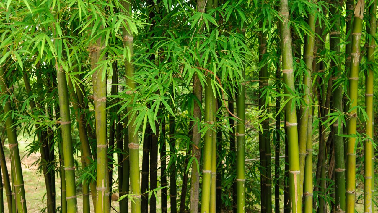 Bamboo Farming Profit National Bamboo Mission Subsidy Low Cost High Income Crop For Farmers