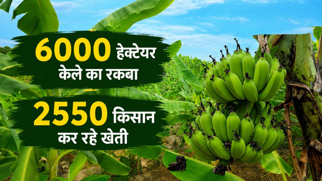 Banana Cultivation Under The Namami Gange Project Banana Cultivation In Kaushambi District