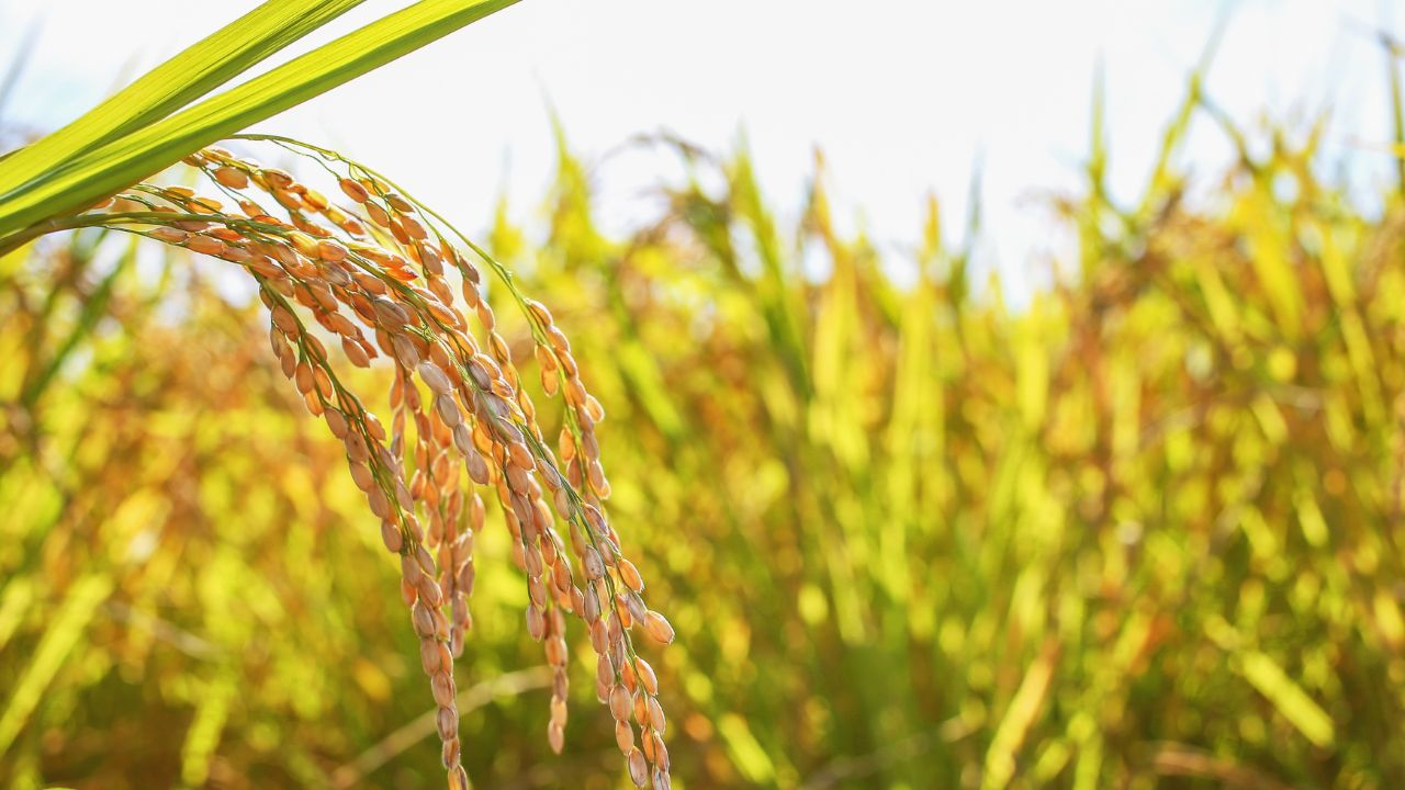 Basmati Rice Farming Planting Time Nursery Preparation July Transplantation Aroma Yield Increase