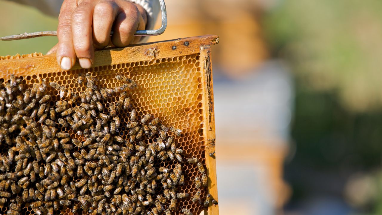 Beekeeping Business Honey Production India Subsidy Haryana Government Scheme 85 Percent Farmer Double Income Low Investment