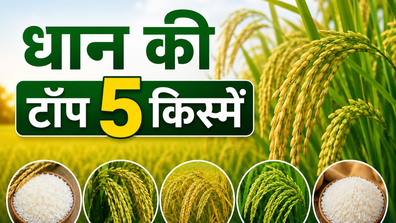 Best Paddy Varieties For Kharif Season 2026 From Pr 126 To Pusa Basmati 1509 Low Water High Yield Rice Farming Tips