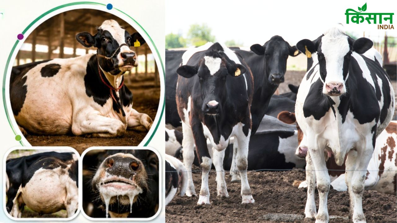 Dairy Farming Tips Symptoms Of Bloat Disease In Cattle Prevention Pashuon Me Afra Rog Ke Lakshan