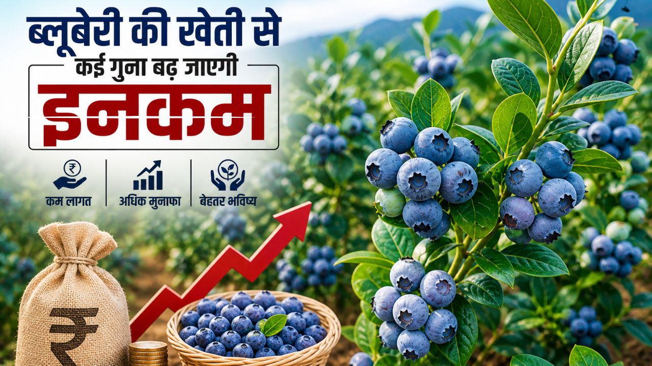 Blueberry Farming Bihar Farmers Will Cultivate Blueberries