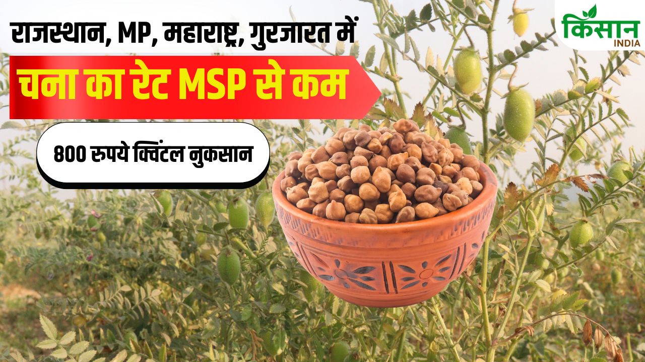 Chana Mandi Rate Chana Msp Chana Price Fall Madhya Pradesh Gram Farmers