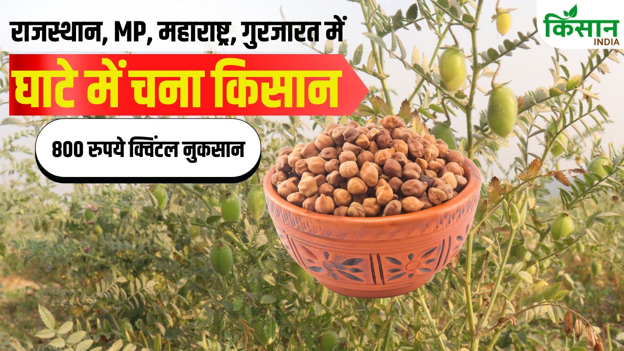 Chana Mandi Rate Chana Msp Chana Price Fall Madhya Pradesh Gram Farmers