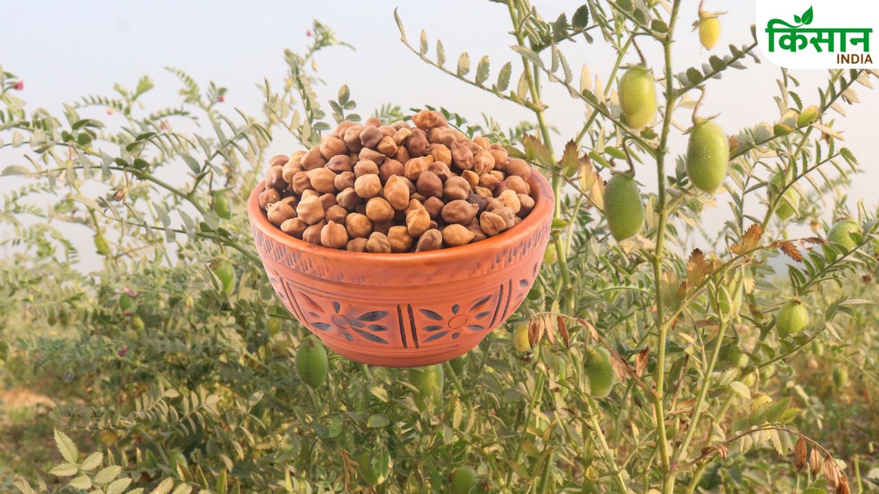 Chana Mandi Rate Chana Msp Chana Price Fall Madhya Pradesh Gram Farmers