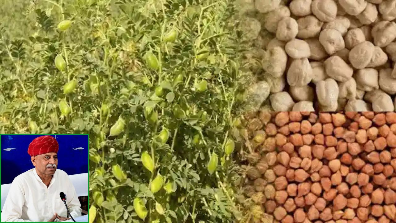 Rajasthan Chana Mandi Rat Farmers To Protest In Jaipur On 5 May