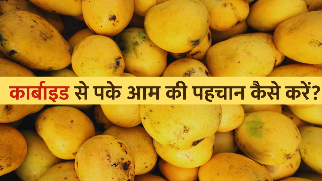 Tips And Tricks How To Identify Chemically Ripened Mangoes Fssai Advisory For Fruits Calcium Carbide Se Pake Aam Ki Pehchan