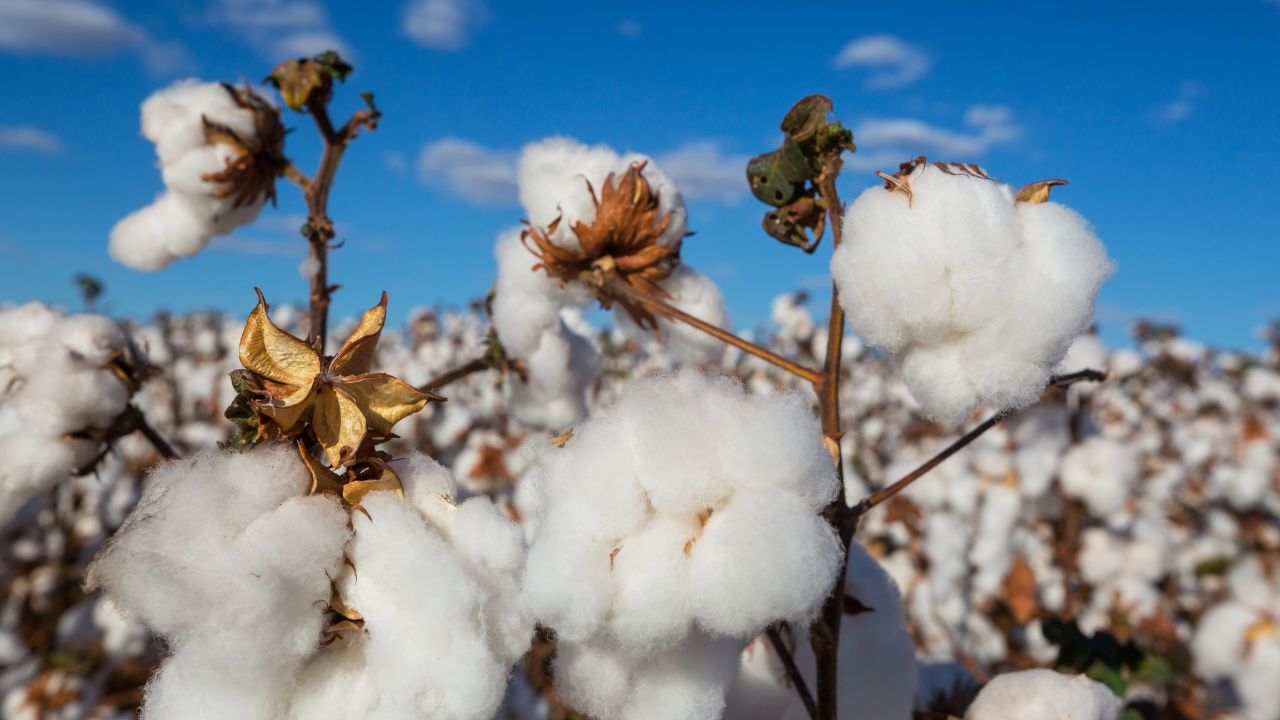 Kharif 2026 Cotton Farmers Big Benefit Cotton Acreage Likely To Increase After Msp Hike Better Market Prices Cai Report