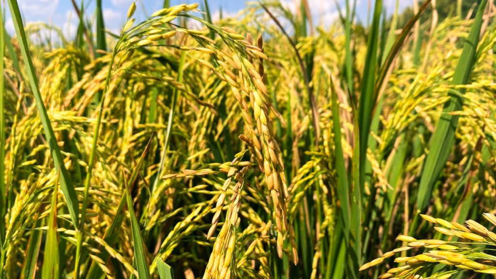 धान की खेती में जीवाणु झुलसा (Bacterial Blight) और जीवाणु धारी (Bacterial Leaf Streak) सबसे खतरनाक बीमारियों में शामिल हैं. इनका प्रकोप बढ़ने पर फसल की वृद्धि प्रभावित होती है और कई बार किसानों को भारी आर्थिक नुकसान का सामना करना पड़ता है.
धान की खेती में जीवाणु झुलसा (Bacterial Blight) और जीवाणु धारी (Bacterial Leaf Streak) सबसे खतरनाक बीमारियों में शामिल हैं. इनका प्रकोप बढ़ने पर फसल की वृद्धि प्रभावित होती है और कई बार किसानों को भारी आर्थिक नुकसान का सामना करना पड़ता है.
