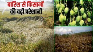 बारिश से धान, आम और मक्का की फसल चौपट, निरीक्षण का काम पूरा.. कब मिलेगा मुआवजा ?