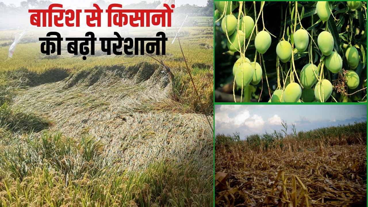 Rain Has Destroyed Rice Mango And Maize Crops In Tamil Nadu Crop Compensation
