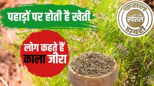 ‘पहाड़ों का काला सोना’ है यह फसल, खेती करने पर होगी मोटी कमाई.. जानें बुवाई का तरीका ‘पहाड़ों का काला सोना’ है यह फसल, खेती करने पर होगी मोटी कमाई.. जानें बुवाई का तरीका