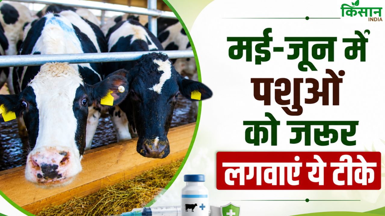 Livestock Vaccination In May June Disease Prevention In Dairy Goat Farming Monsoon Animal Care Tips
