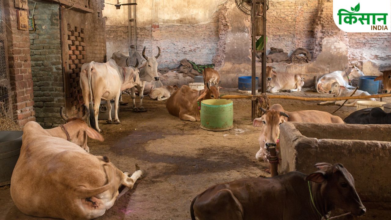 25 Cows Gaushala Subsidy Scheme Madhya Pradesh Dairy Farmings