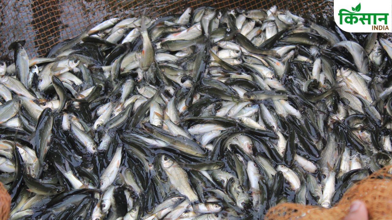 Bihar Fish Farming Alert May Oxygen Level Guidelines For Fish Farmers