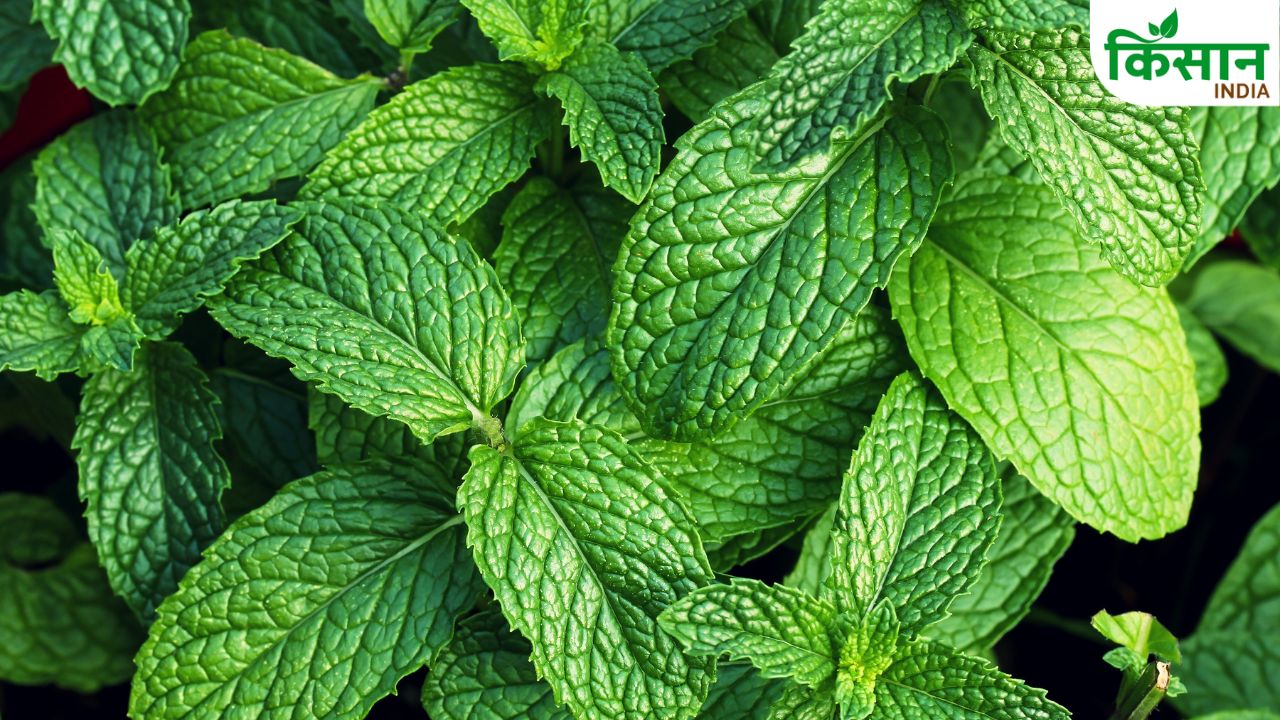 Mint Plant Care Tips Summer Pudina Growing Guide Home Gardening