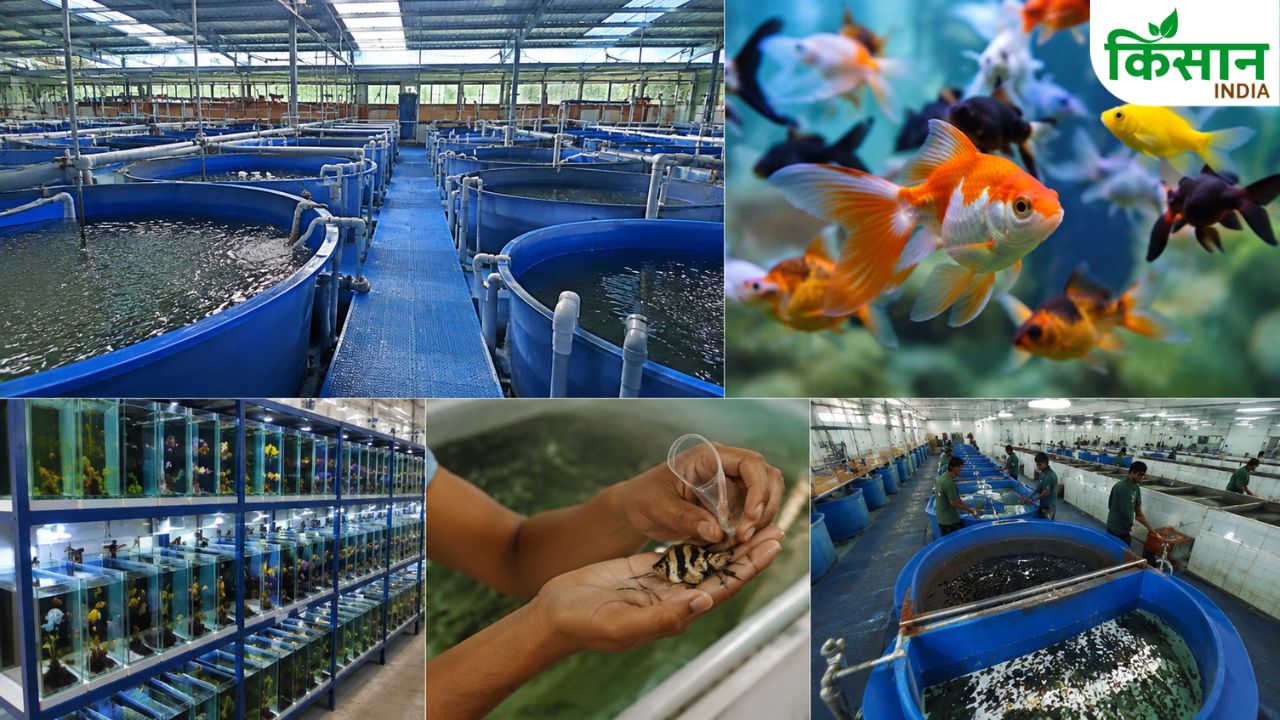Maharashtra First Ornamental Fish Brood Bank Fisheries Export Success Story