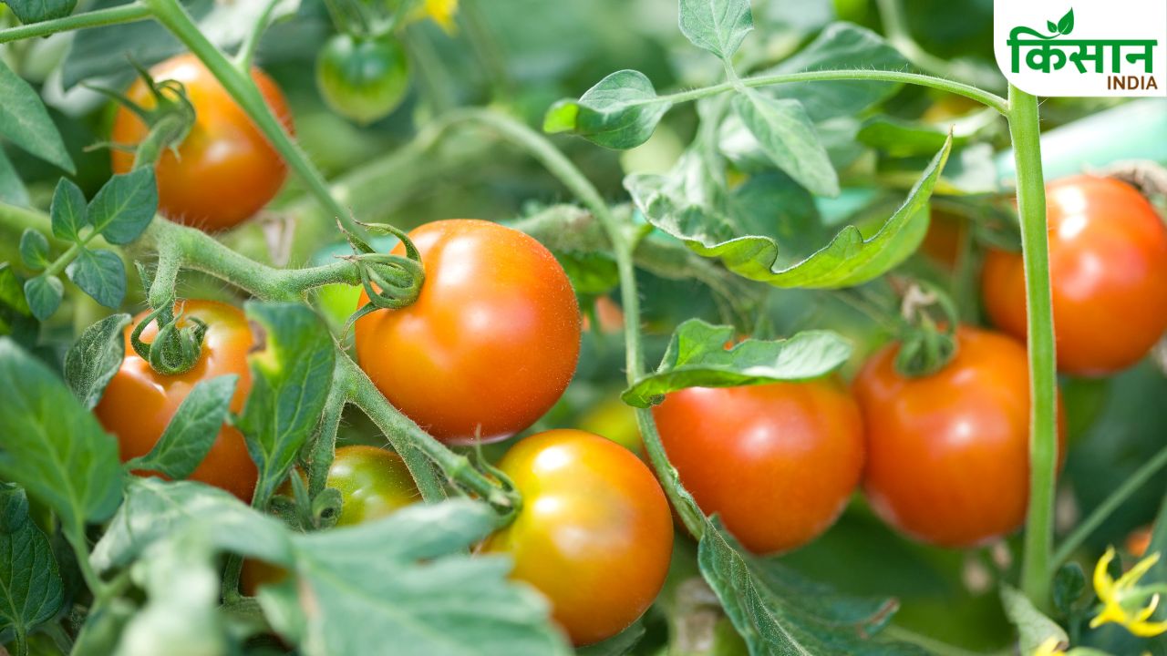 Tomato Leaf Curl Virus Control Tips For Farmers Hindi