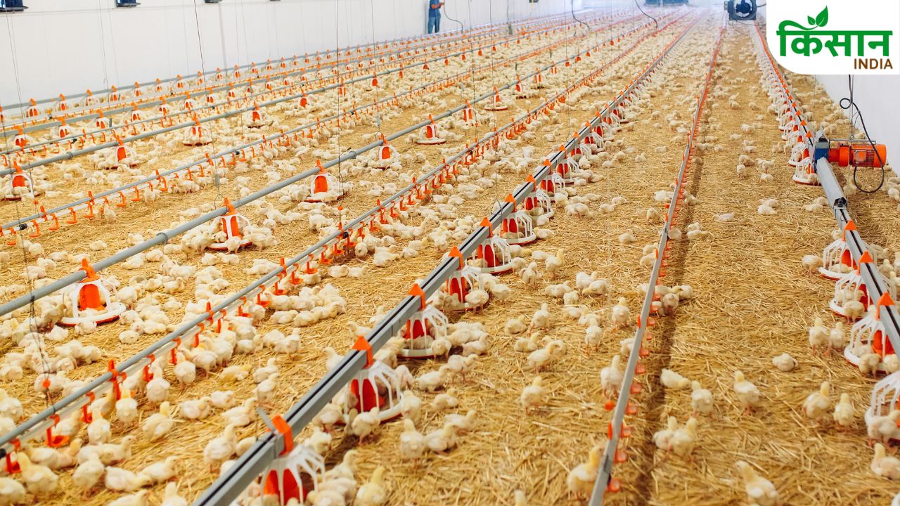 Best Poultry Breed Selection For High Egg Production And Profit Farming