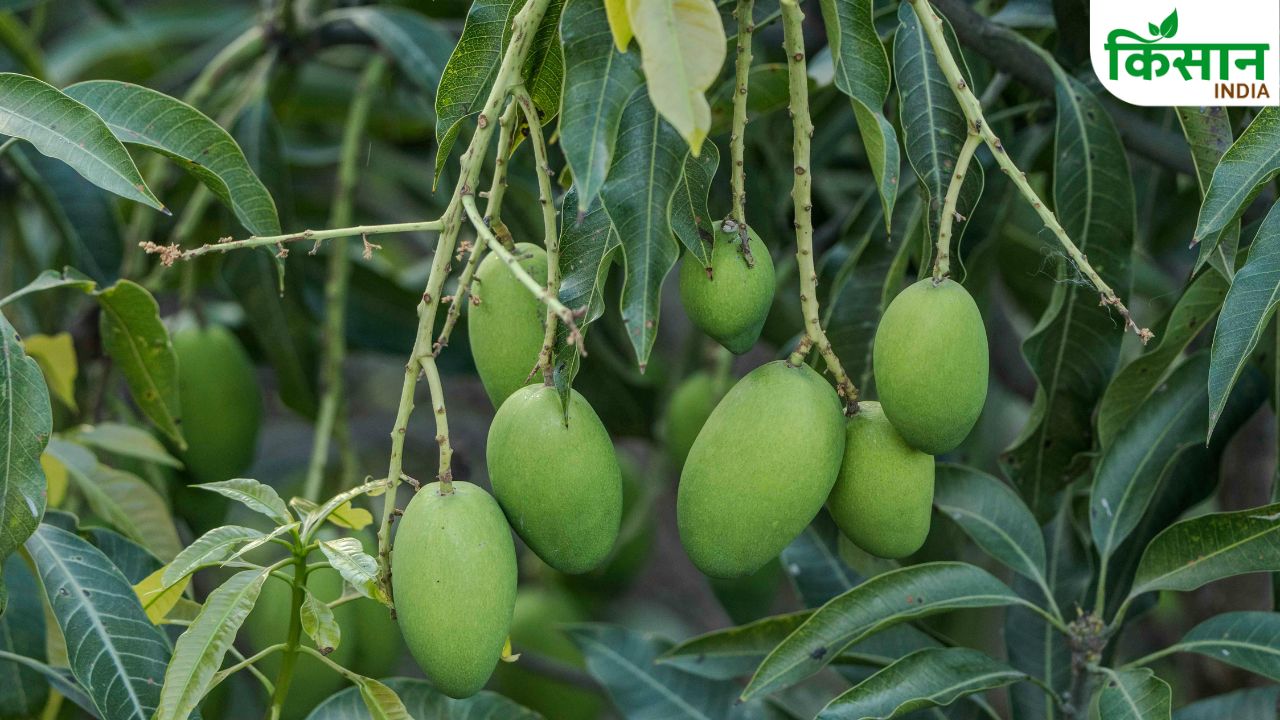 Mango Crop Protection Tips From Leaf Hopper And Pest Attack In Summer Season