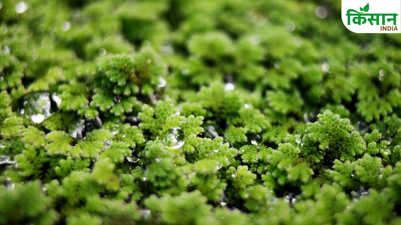 Azolla Animal Feed Benefits For Milk Production And Low Cost Dairy Farming