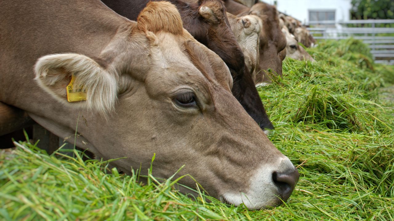 Animal Husbandry Silage Technology Cattle Feed Preservation Green Fodder Storage Tips Dairy